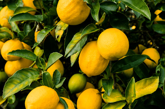 Limoni